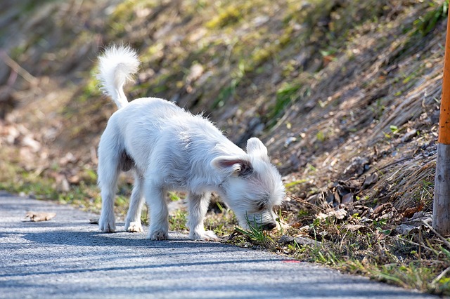 Jak zapobiegać brzydkiemu zapachowi u psa?